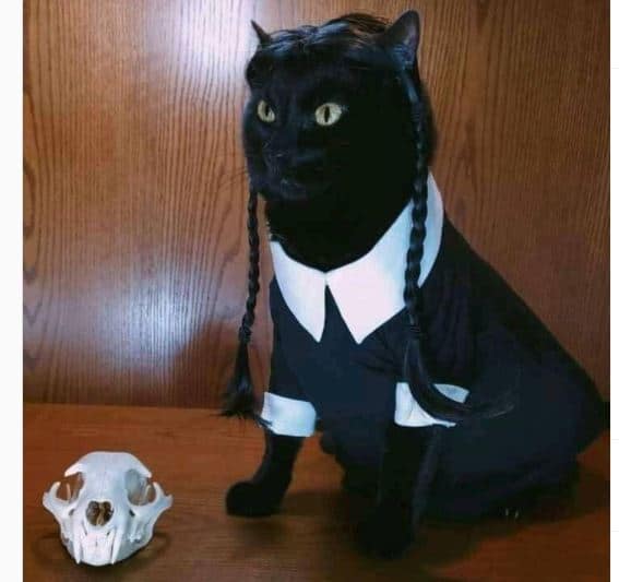 Punk Wednesday Addams Cat Costume